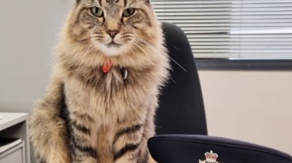 Illustration : Un chat sauvé de l'errance devient la mascotte d'un commissariat de police et une célébrité sur les réseaux sociaux