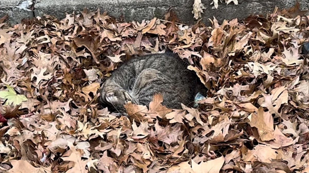 Illustration : "Une chatte qui dormait dans un tas de feuilles en hiver commence l'année dans une famille aimante et chaleureuse"