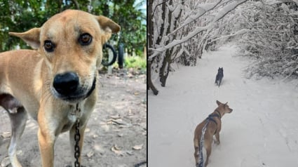 Illustration : Enchaîné toute sa vie dans une cabane, un chien découvre avec émerveillement la neige pour la toute première fois (vidéo)