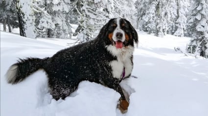 Illustration : Après 3 ans sans voir la neige, un Bouvier Bernois profite intensément de sa balade et refuse de montrer le moindre signe d’épuisement (vidéo)