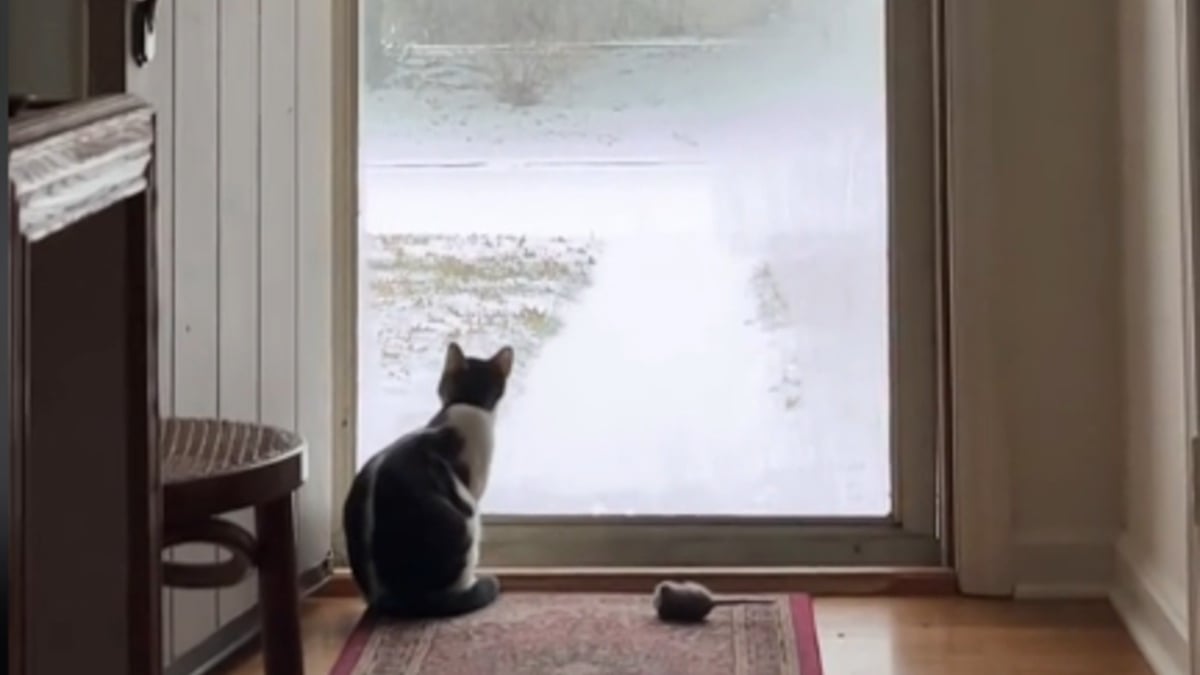 Illustration : "Une chatte assiste à sa toute première chute de neige et tient à partager ce moment magique avec un 