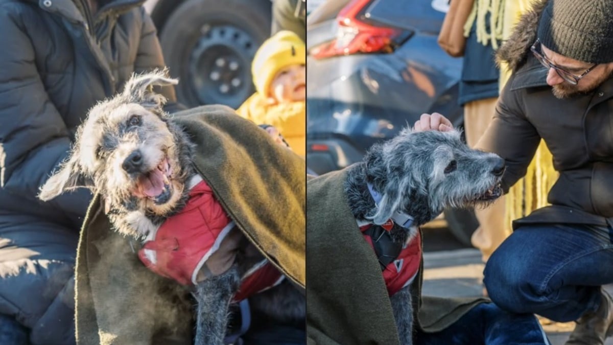 Illustration : "De parfaits inconnus se rassemblent autour d'une chienne vivant ses dernières heures pour qu'elle se sente aimée et entourée jusqu'au bout (vidéo)"