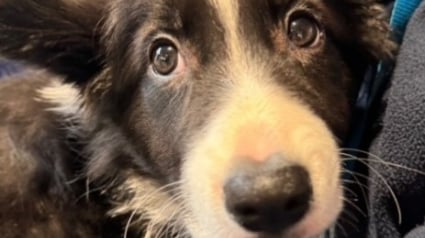 Illustration : Offerte comme cadeau à Noël, cette petite chienne abandonnée doit trouver une nouvelle famille