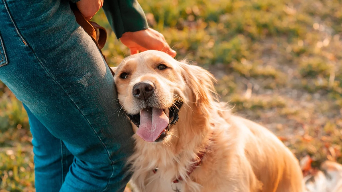 Illustration : "Les meilleurs noms en A pour un chien"