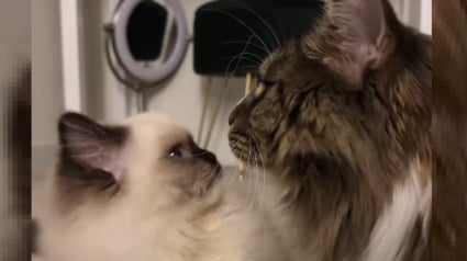 Illustration : Ce Maine Coon endosse tendrement le rôle de grand frère bienveillant et protecteur pour un chaton Ragdoll nouvellement adopté (vidéo)