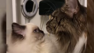 Illustration : "Ce Maine Coon endosse tendrement le rôle de grand frère bienveillant et protecteur pour un chaton Ragdoll nouvellement adopté (vidéo)"