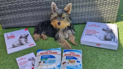 Illustration : Un coffret découverte Royal Canin® gratuit pour offrir à votre chiot ou chaton le meilleur départ dans la vie !