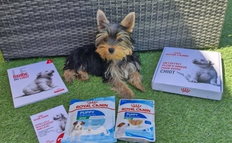 Un coffret découverte Royal Canin® gratuit pour offrir à votre chiot ou chaton le meilleur départ dans la vie !