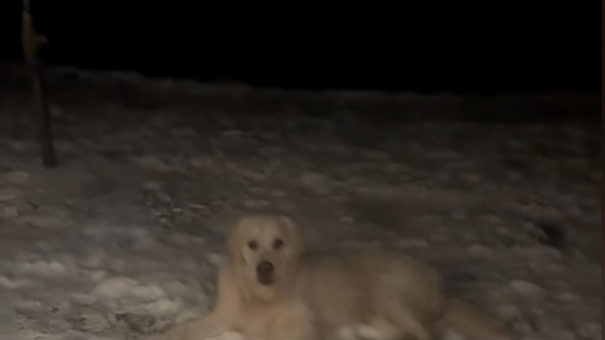 Illustration : "Un chien fait le deuil de sa peluche préférée qu'il a oubliée dans la neige (vidéo)"