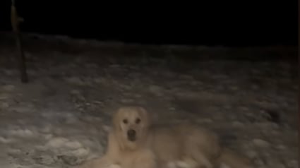 Illustration : Un chien fait le deuil de sa peluche préférée qu'il a oubliée dans la neige (vidéo)