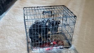 Illustration : "Une chienne abandonnée dans une cage en pleine tempête de neige est secourue aux aurores par une bénévole scandalisée par un tel traitement"