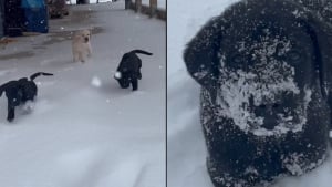 Illustration : "Les chiots d’une même portée voyant la neige pour la première fois de leur vie ne peuvent plus s'arrêter de courir joyeusement sous les flocons (vidéo)"