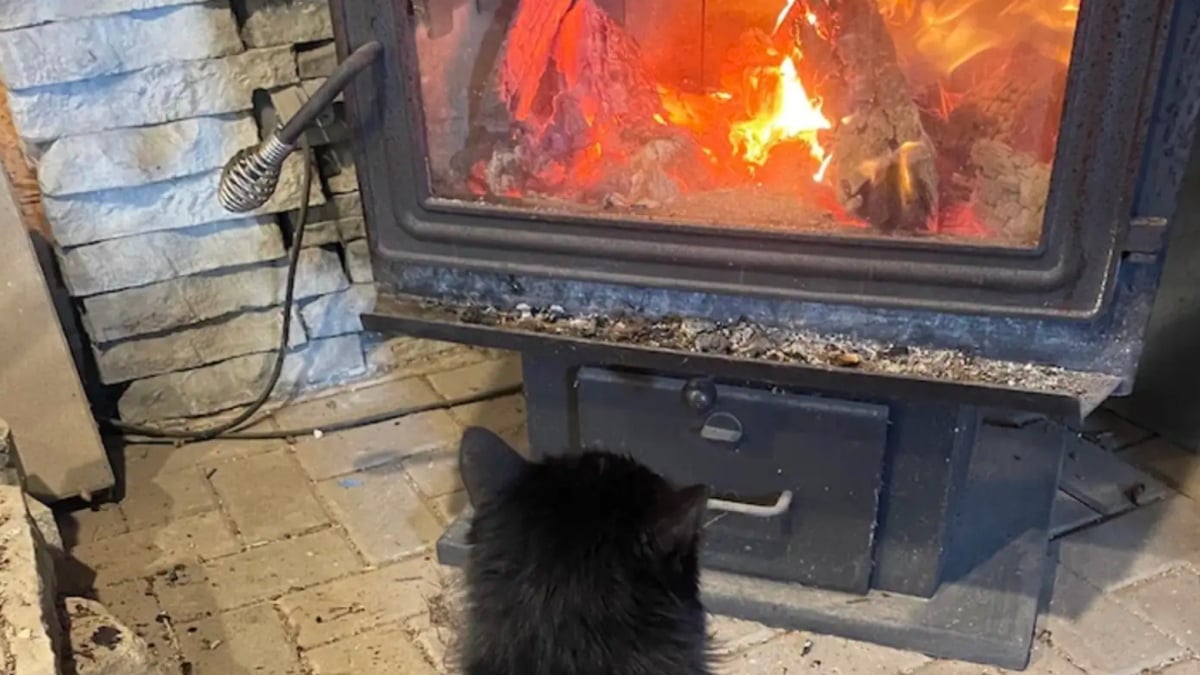 Illustration : "Un chat errant supplie une femme de lui ouvrir sa porte et se réchauffe enfin devant un feu de cheminée"