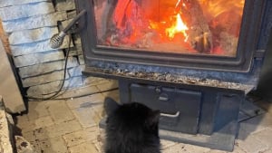 Illustration : "Un chat errant supplie une femme de lui ouvrir sa porte et se réchauffe enfin devant un feu de cheminée"