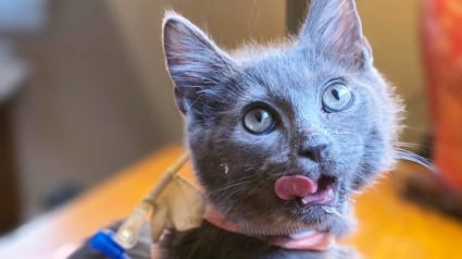 Illustration : Gravement blessé, ce chaton a été nourri par sonde pendant plusieurs semaines avant de connaître à nouveau le bonheur