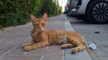 Illustration : Une chatte abandonnée attend chaque jour sur le trottoir le passage d’une jeune femme et devient progressivement pour elle une source de réconfort (vidéo)