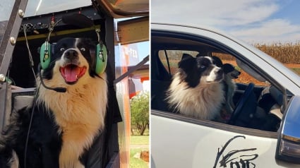 Illustration : À la rencontre de Flash, le Border Collie qui vole au secours de la faune sauvage (vidéo)