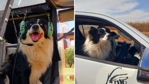 Illustration : "À la rencontre de Flash, le Border Collie qui vole au secours de la faune sauvage (vidéo)"