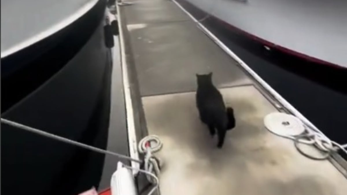 Illustration : "L'amitié touchante entre les chats de 2 bateaux voisins qui se retrouvent quotidiennement au port pour jouer (vidéo)"