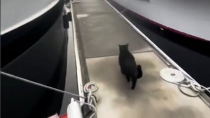 Illustration : L'amitié touchante entre les chats de 2 bateaux voisins qui se retrouvent quotidiennement au port pour jouer (vidéo)