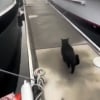 Illustration : L'amitié touchante entre les chats de 2 bateaux voisins qui se retrouvent quotidiennement au port pour jouer (vidéo)