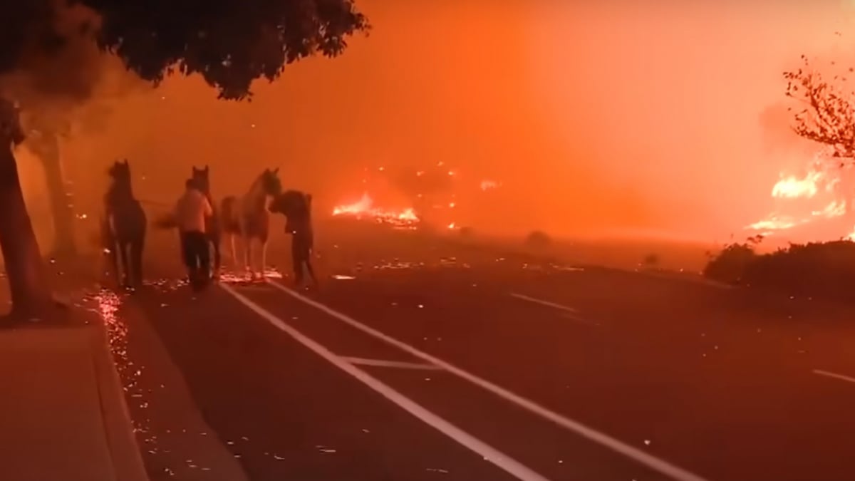 Illustration : "Des personnes risquent leur vie pour sauver plusieurs chevaux des incendies ravageurs"