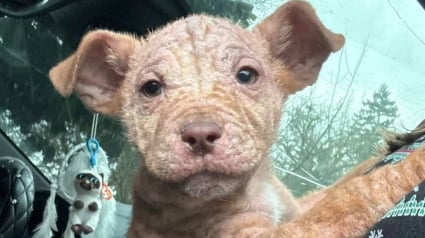 Illustration : Abandonné dans un campement pour sans-abri et recouvert d’inscriptions, un chiot sans poils reçoit l’aide providentielle de plusieurs anges gardiens (vidéo)