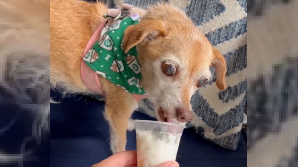 Illustration : "La boisson-friandise a une saveur particulière pour cette chienne séniore qui la déguste après avoir frôlé l'euthanasie (vidéo)"