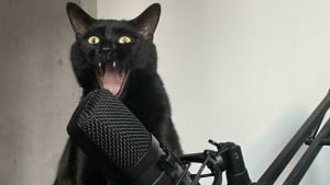 Illustration : 15 photos hilarantes de chats qui n’hésitent pas à se la jouer dramatique pour parvenir à leurs fins