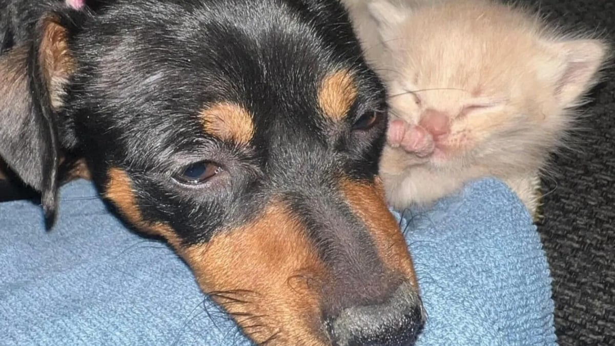 Illustration : "Une chienne endeuillée après la disparition de ses chiots retrouve la joie de vivre grâce à un chaton orphelin en quête d'amour"