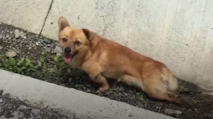 Illustration : Laissé sur le bord de la route, ce chien renversé par une voiture fait une rencontre qui lui a sauvé la vie