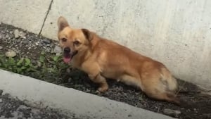 Illustration : "Laissé sur le bord de la route, ce chien renversé par une voiture fait une rencontre qui lui a sauvé la vie"