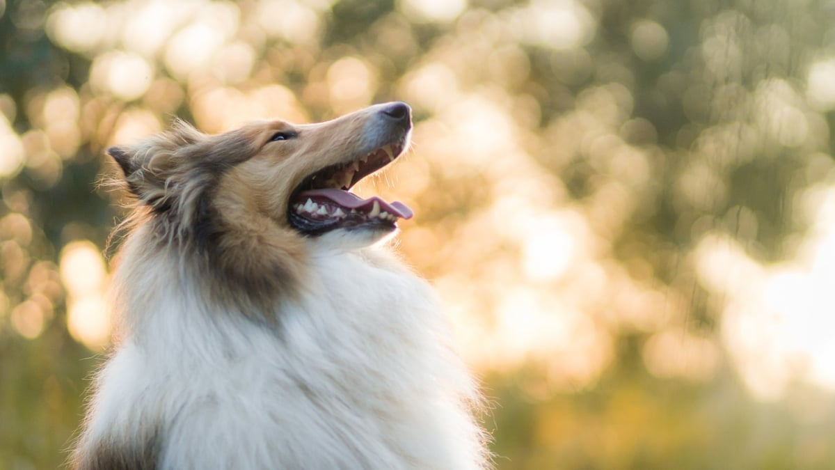 Illustration : "13 indices qui prouvent que l’on a tout à apprendre de notre chien"