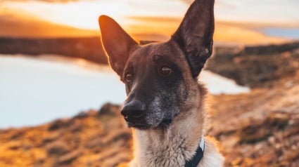 Illustration : Entraînée à secourir les humains, une chienne à la retraite aide à sauver un Dobermann terrifié perdu dans la nature (vidéo)