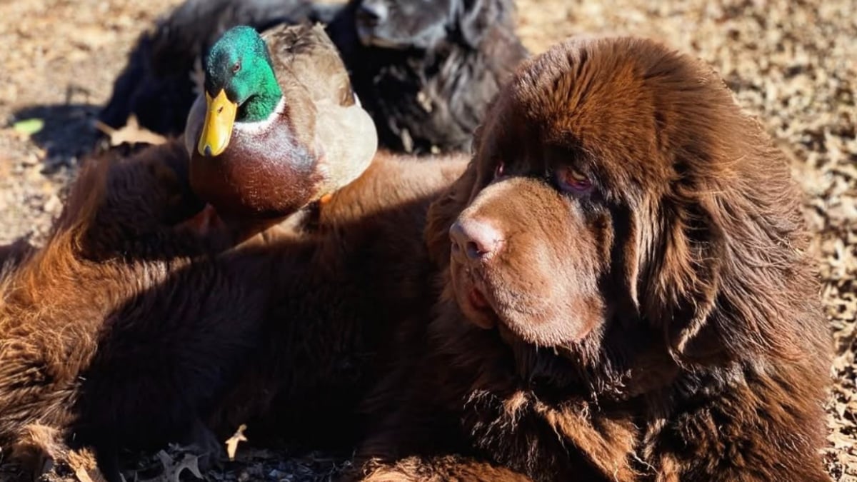 Illustration : "Ce canard aime tellement son ami Terre-Neuve qu’il refuse qu’un autre chien joue avec lui (vidéo)"