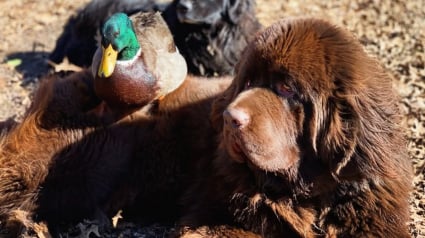 Illustration : Ce canard aime tellement son ami Terre-Neuve qu’il refuse qu’un autre chien joue avec lui (vidéo)