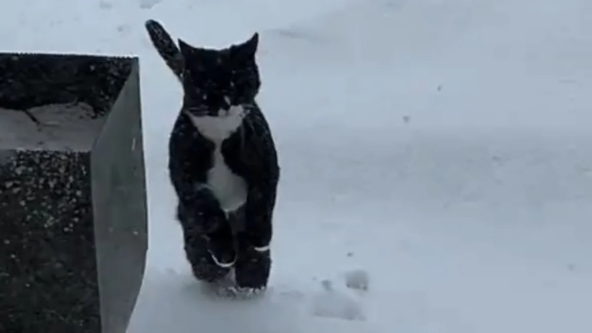 Illustration : "Le changement d'avis éclair d'un chat demandant à sortir sous la neige et qui le regrette instantanément (vidéo)"