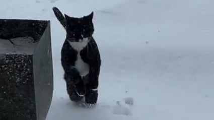 Illustration : Le changement d'avis éclair d'un chat demandant à sortir sous la neige et qui le regrette instantanément (vidéo)