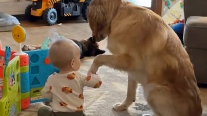 Illustration : Un Golden Retriever a la manière la plus douce de demander de l’attention à un bébé (vidéo)