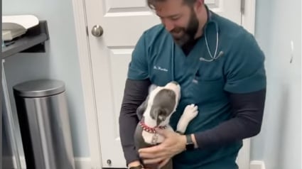 Illustration : Contrairement à la plupart des autres chiens, ce chiot est heureux de rendre visite à son vétérinaire et lui fait la fête (vidéo)