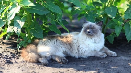 Illustration : La propriétaire d'un chat rentré à la maison criblé de plombs lance un appel à la vigilance face au "prédateur" auteur du tir