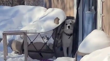 Illustration : Tandis que sa maîtresse comptait sur elle pour défendre sa ferme, une Chienne des Pyrénées préfère rester cachée à l’écart du chaos (vidéo)