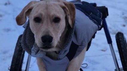 Illustration : Ce Labrador se déplaçant en chariot car paralysé surmonte son handicap pour devenir chien de thérapie