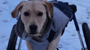 Illustration : "Ce Labrador se déplaçant en chariot car paralysé surmonte son handicap pour devenir chien de thérapie"