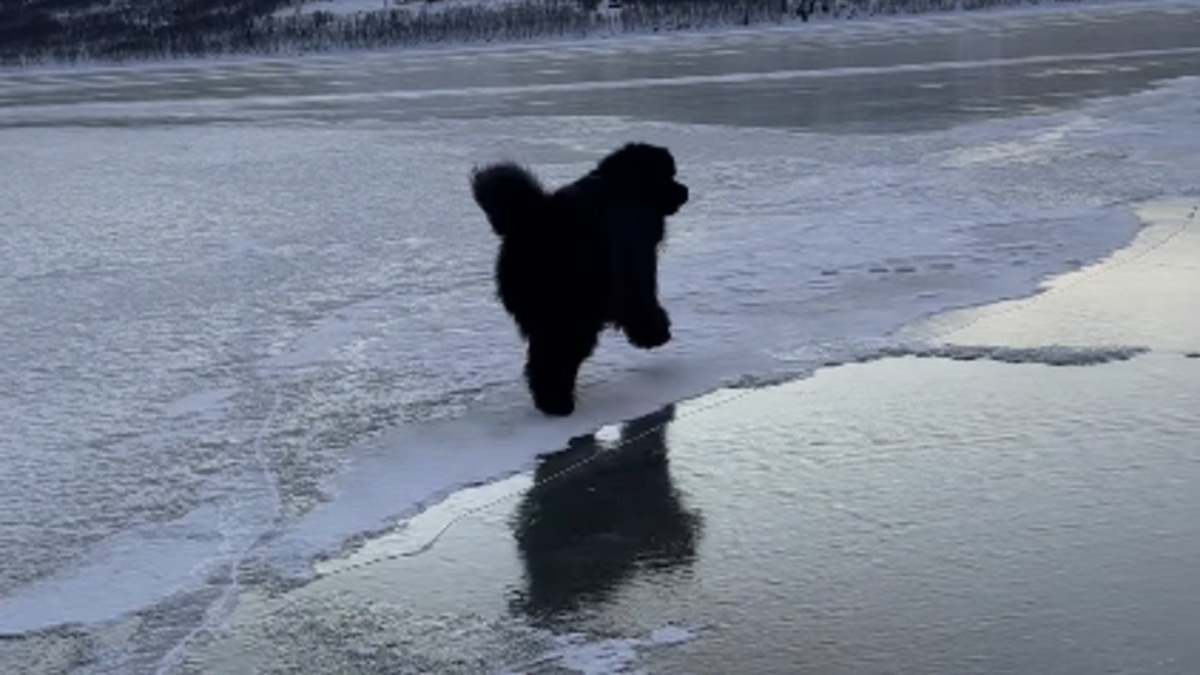 Illustration : "Ce Terre Neuve croyant son maître en danger sur la glace surmonte courageusement sa peur de glisser pour voler à son secours (vidéo)"