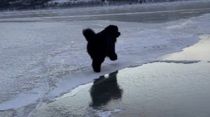 Illustration : Ce Terre Neuve croyant son maître en danger sur la glace surmonte courageusement sa peur de glisser pour voler à son secours (vidéo)