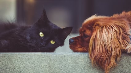 Illustration : 10 astuces pour aider votre chien et votre chat à devenir meilleurs amis 