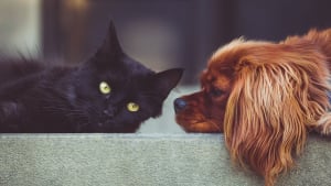 Illustration : 10 astuces pour aider votre chien et votre chat à devenir meilleurs amis 