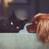 Illustration : 10 astuces pour aider votre chien et votre chat à devenir meilleurs amis 