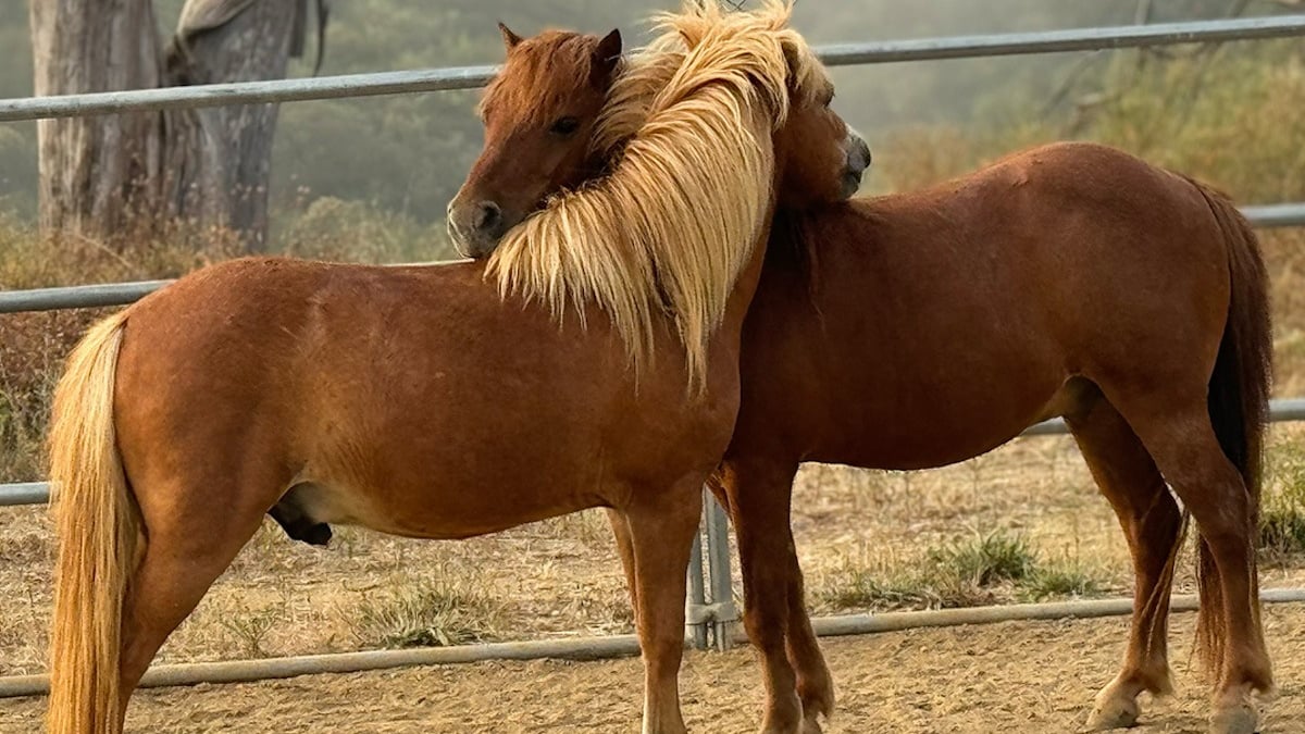 Illustration : "Des bénévoles affrontent le chaos pour sauver des poneys menacés par les incendies"